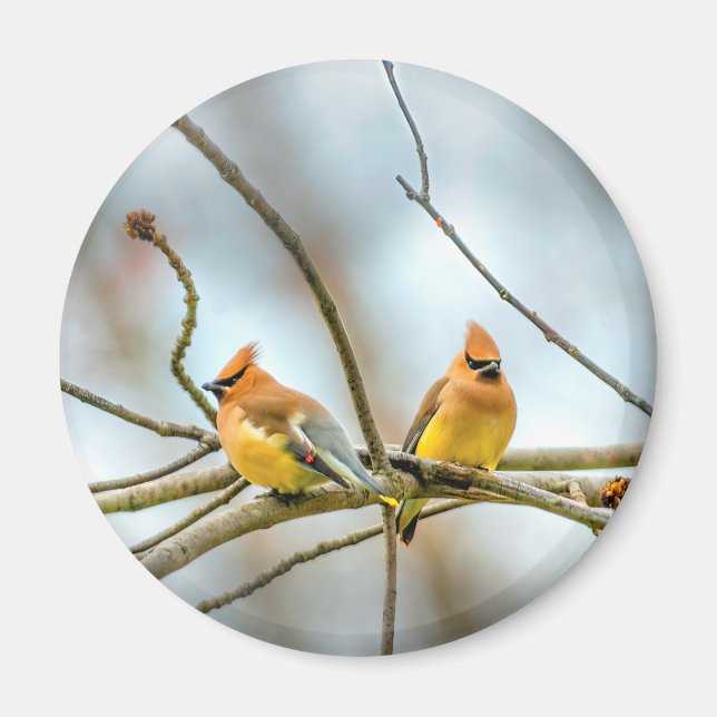 Cedar Waxwing - Original Photograph Magnet (Front)