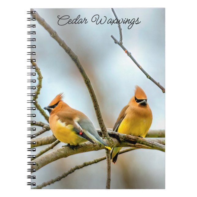 Cedar Waxwing - Original Photograph Notebook (Front)
