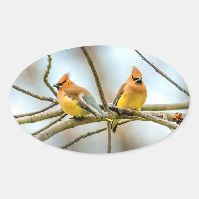 Cedar Waxwing - Original Photograph Oval Sticker (Front)
