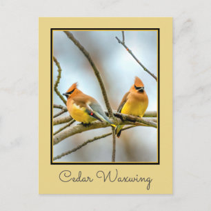 Cedar Waxwing - Original Photograph Postcard