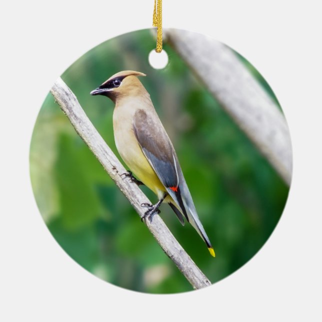 Cedar Waxwing Ornament (Back)