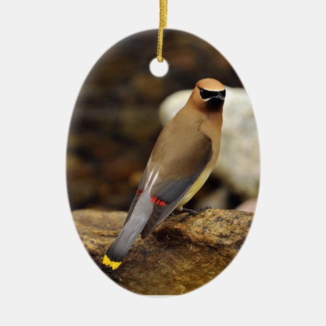 Cedar Waxwing Ornament (Front)