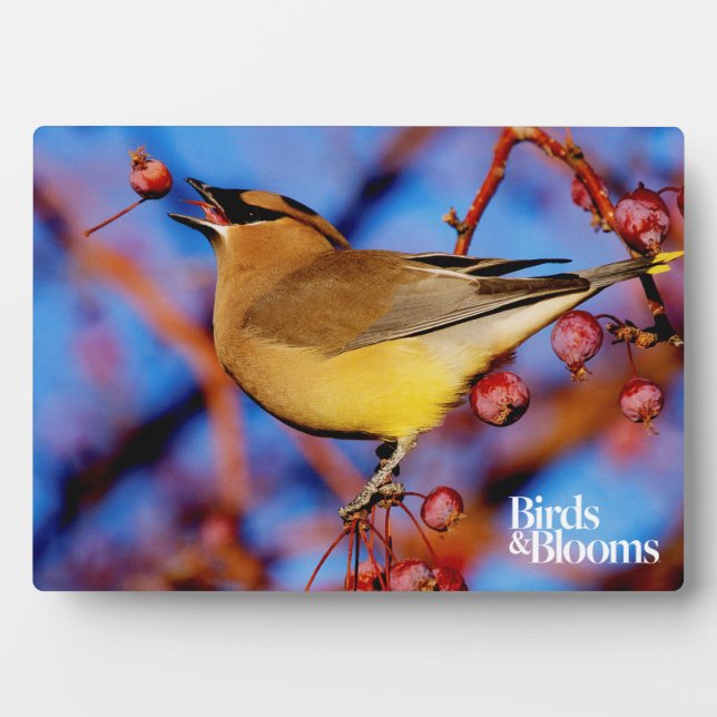 Cedar Waxwing Plaque (Front)