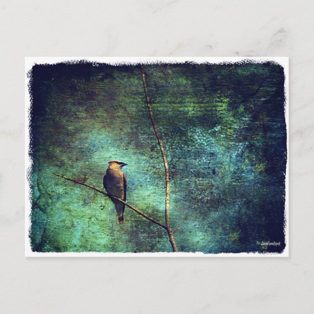 Cedar Waxwing Postcard (Front)