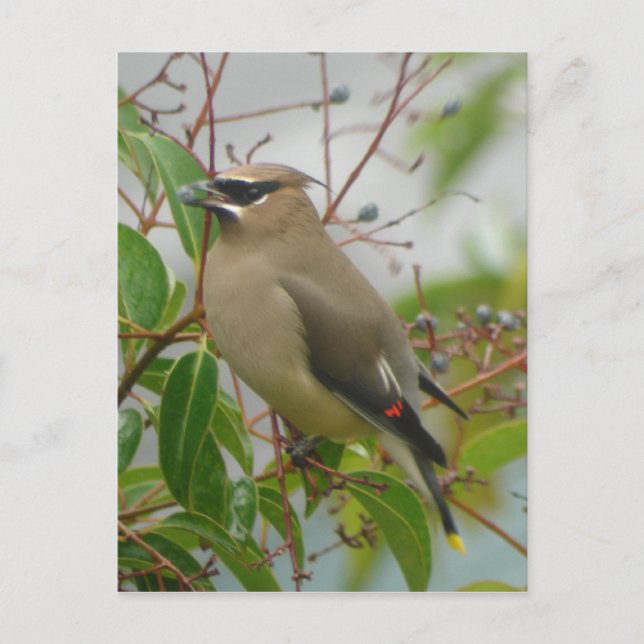 Cedar Waxwing Postcard (Front)