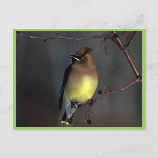 Cedar waxwing postcard (Front)