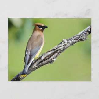 Cedar Waxwing Postcard