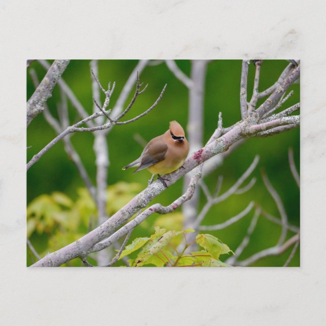 cedar waxwing postcard (Front)