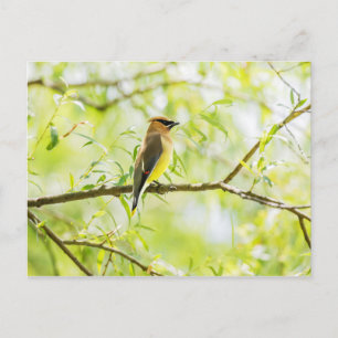 Cedar Waxwing Postcard