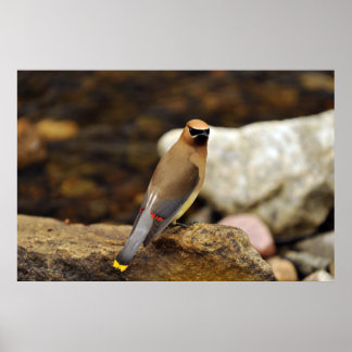 Cedar Waxwing Poster
