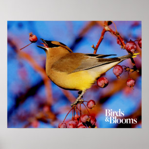 Cedar Waxwing Poster