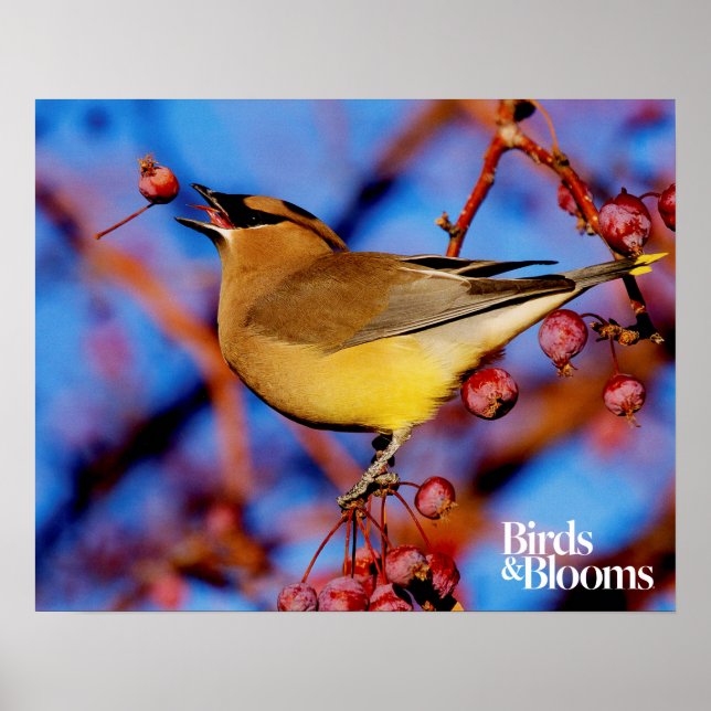 Cedar Waxwing Poster (Front)