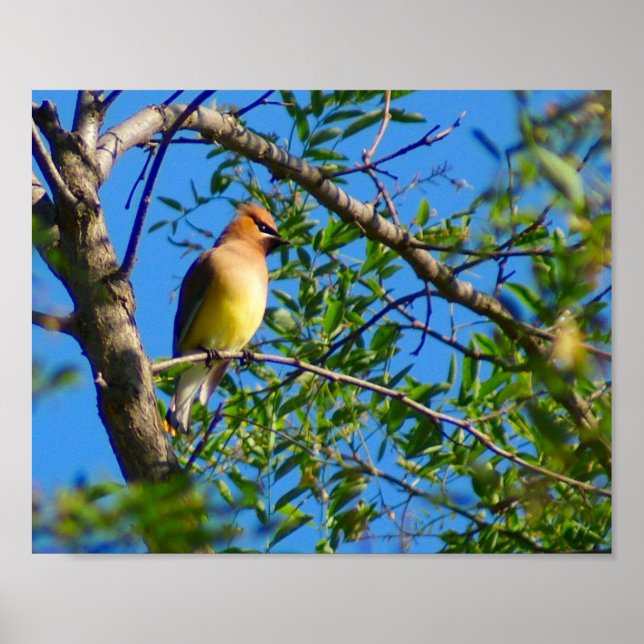 Cedar Waxwing Print (Front)