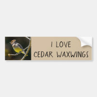 Cedar Waxwing Songbird Original Wild Bird Photo
