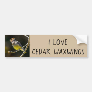 Cedar Waxwing Songbird Original Wild Bird Photo Bumper Sticker
