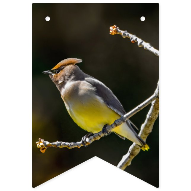 Cedar Waxwing Songbird Original Wild Bird Photo Bunting (First Flag)