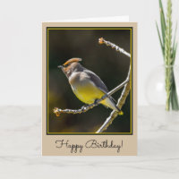 Cedar Waxwing Songbird Original Wild Bird Photo