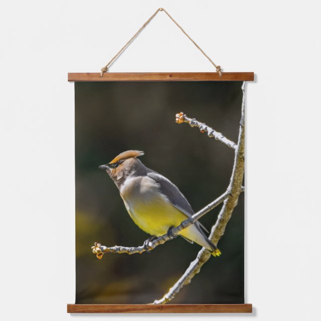 Cedar Waxwing Songbird Original Wild Bird Photo Hanging Tapestry (Front)