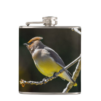 Cedar Waxwing Songbird Original Wild Bird Photo Hip Flask