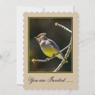 Cedar Waxwing Songbird Original Wild Bird Photo Invitation