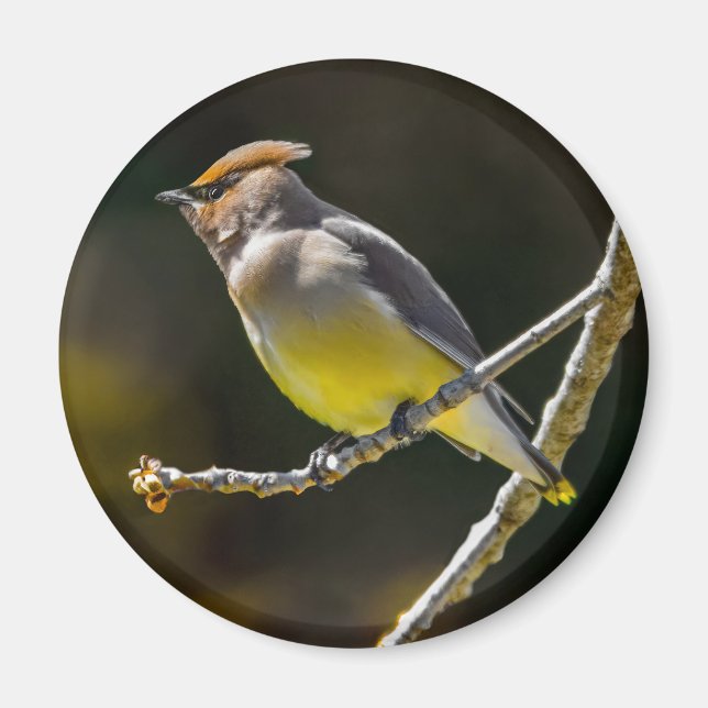 Cedar Waxwing Songbird Original Wild Bird Photo Magnet (Front)