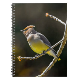 Cedar Waxwing Songbird Original Wild Bird Photo Notebook
