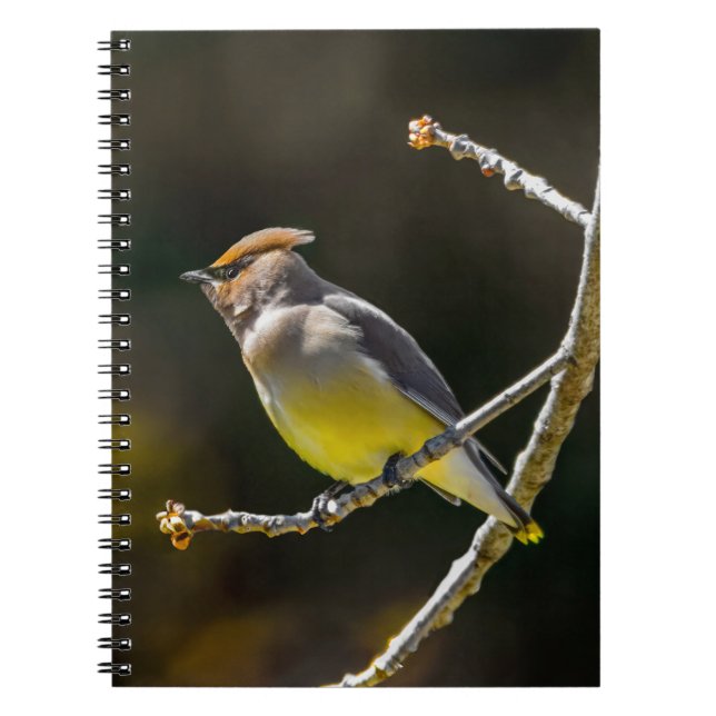 Cedar Waxwing Songbird Original Wild Bird Photo Notebook (Front)