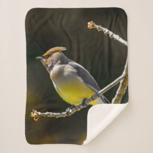 Cedar Waxwing Songbird Original Wild Bird Photo Sherpa Blanket
