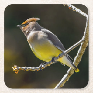 Cedar Waxwing Songbird Original Wild Bird Photo Square Paper Coaster