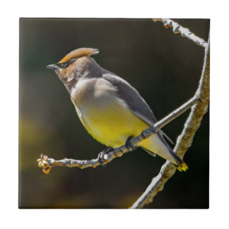 Cedar Waxwing Songbird Original Wild Bird Photo Tile