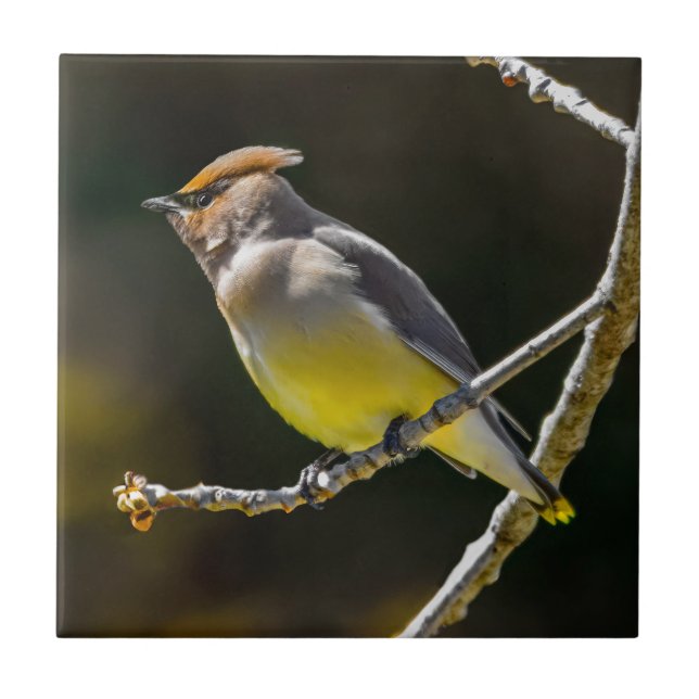 Cedar Waxwing Songbird Original Wild Bird Photo Tile (Front)
