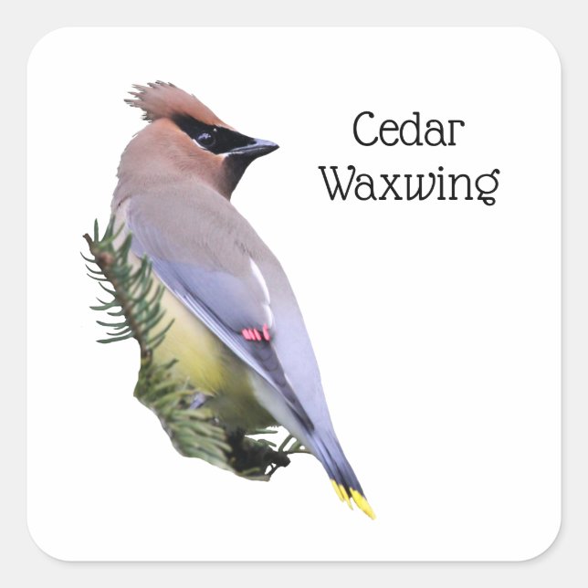 Cedar Waxwing Square Sticker (Front)