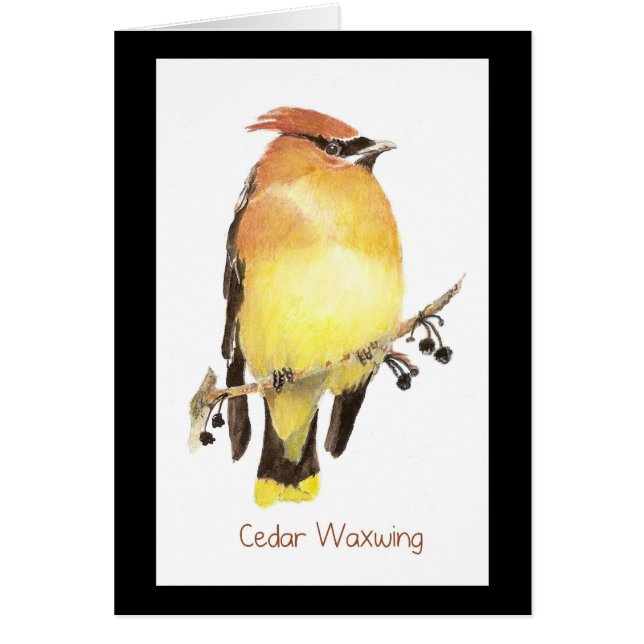 Cedar Waxwing, Watercolor Bird (Front)