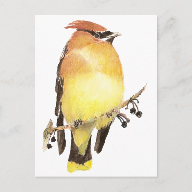 Cedar Waxwing, Watercolor Bird Postcard (Front)