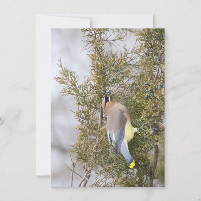 Cedar Waxwing with Berry Note Card (Front)
