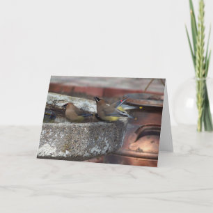Cedar Waxwings And Birdbath Card