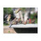 Cedar Waxwings at Bird Bath Postcard