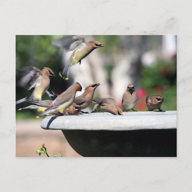 Cedar Waxwings at Bird Bath Postcard (Front)