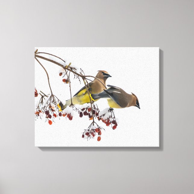 Cedar Waxwings Canvas Print (Front)