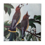 Cedar Waxwings in a Wild Black Cherry Tree Tile<br><div class="desc">Bombycilla cedrorum A pair of cedar waxwings perched in a black cherry tree. An apt location for these berry lovers. A vintage illustration from a 1922 bird book.</div>