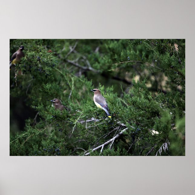 Cedar Waxwings In Tree With Berries Poster (Front)