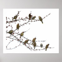 Cedar Waxwings