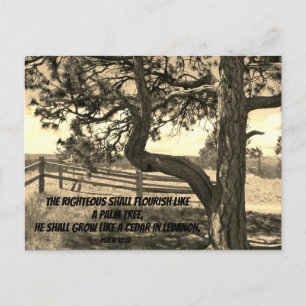 Cedars of Lebanon Bible Verse Psalm 91:12 Postcard