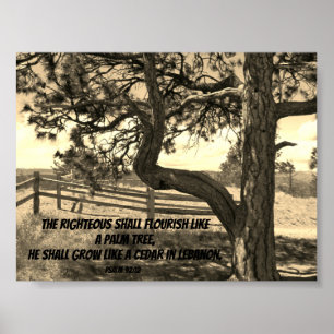 Cedars of Lebanon Bible Verse Psalm 91:12 Postcard Poster