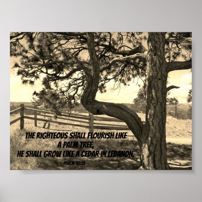 Cedars of Lebanon Bible Verse Psalm 91:12 Postcard Poster (Front)
