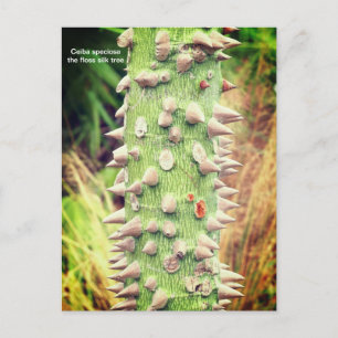 Ceiba speciosa, the floss silk tree holiday postcard