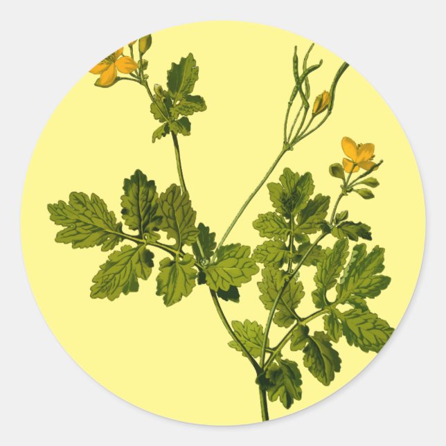celandine floral flower herb classic round sticker (Front)