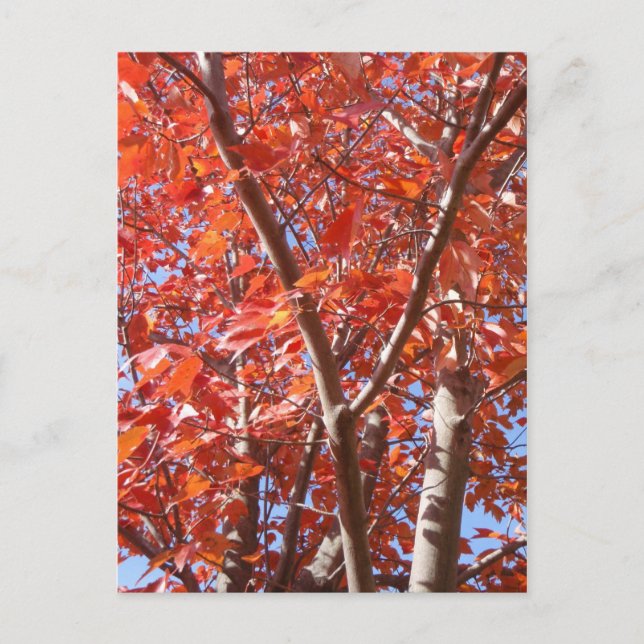 Celebrate Autumn Postcard (Front)