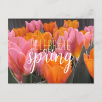 Celebrate Spring Pink & Orange Tulips Postcard