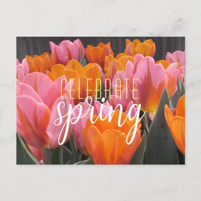 Celebrate Spring Pink & Orange Tulips Postcard (Front)